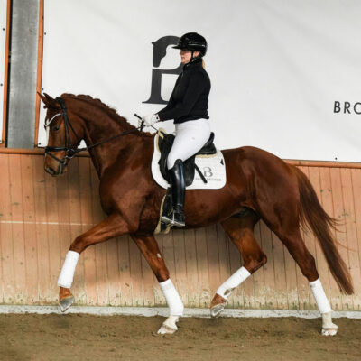 DSC 8863  scaled 400x400 - Sportpferde