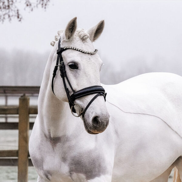 DSC 3979  scaled 600x600 - Home