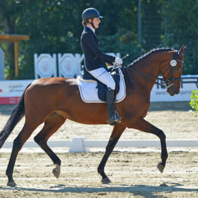 IMG 6627 2 scaled e1771516278791 400x400 - Sportpferde