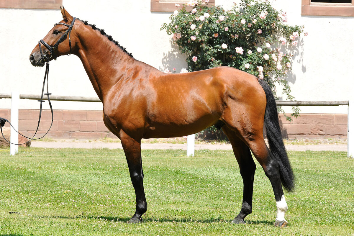 Camargo Standbild Camargo scaled - Camargo