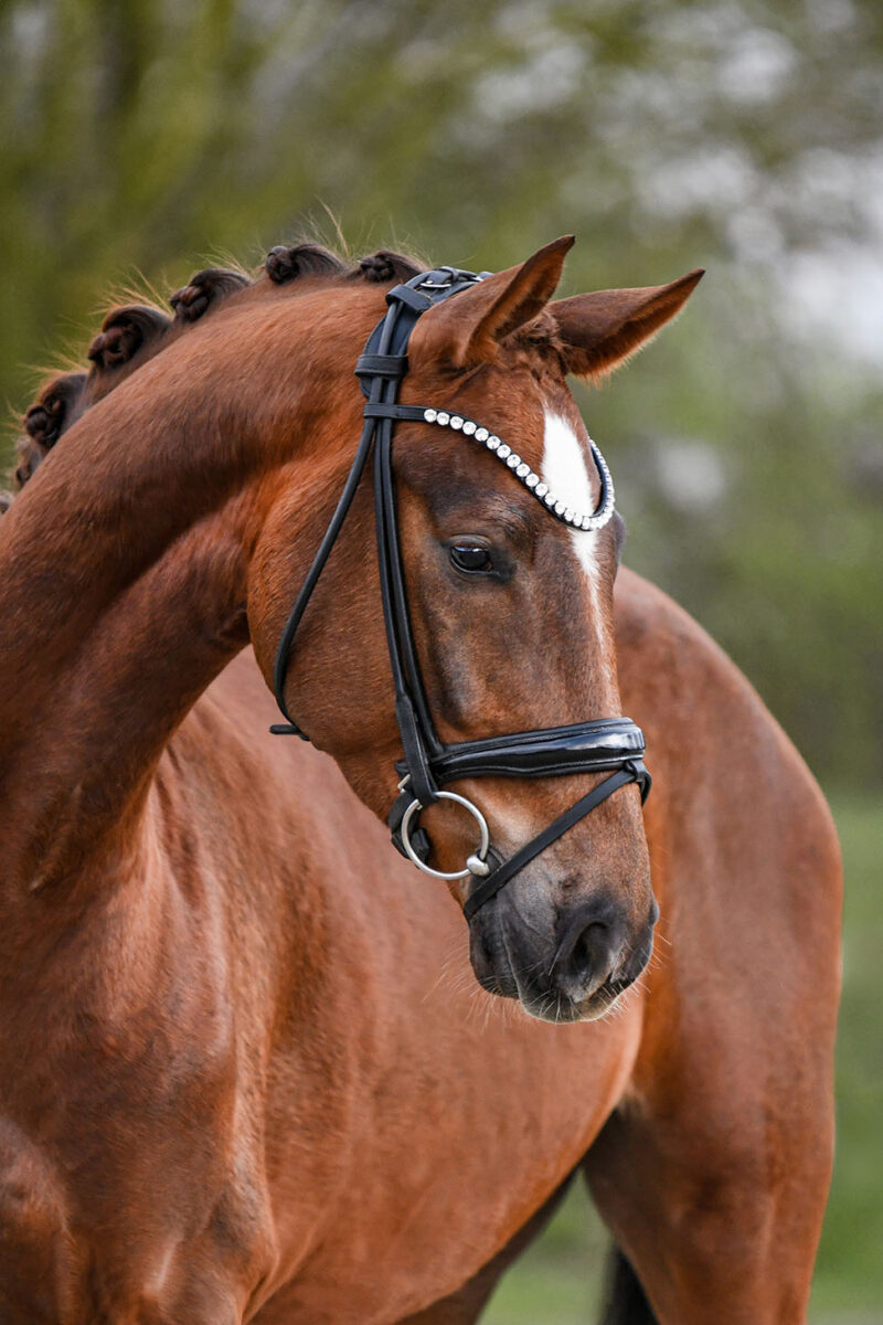 DSC 1974  scaled - Santiago