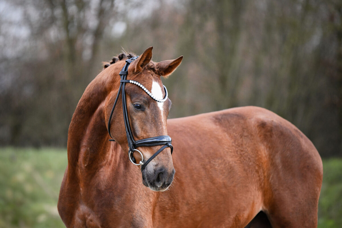 DSC 1997  scaled - Santiago