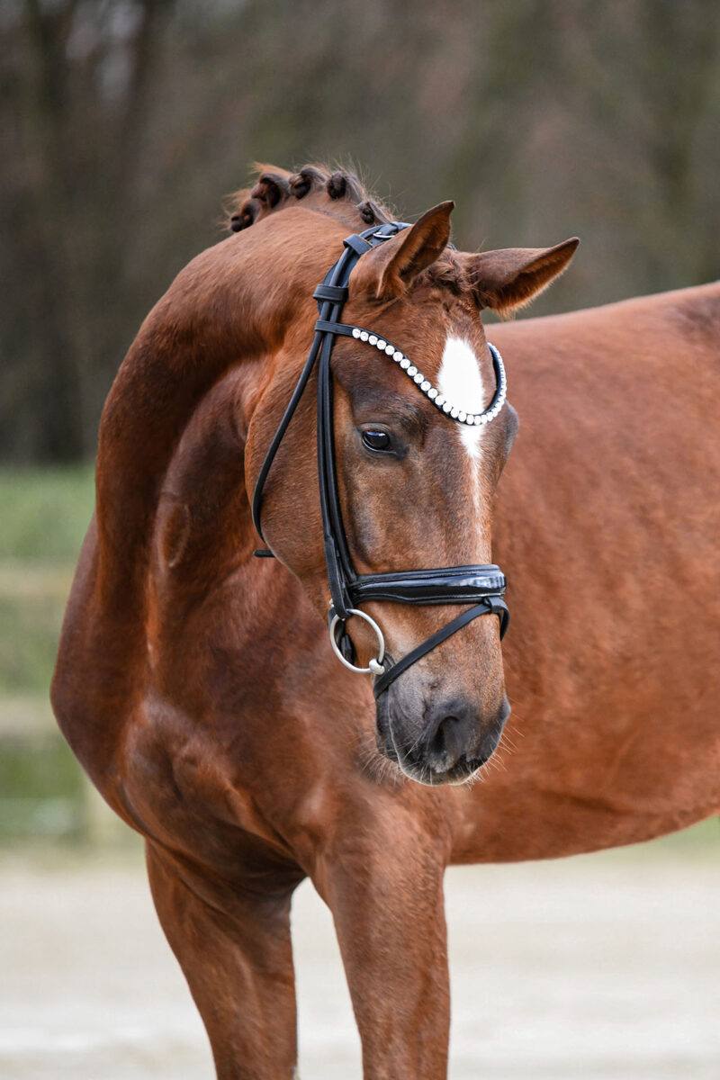 DSC 1999  scaled - Santiago