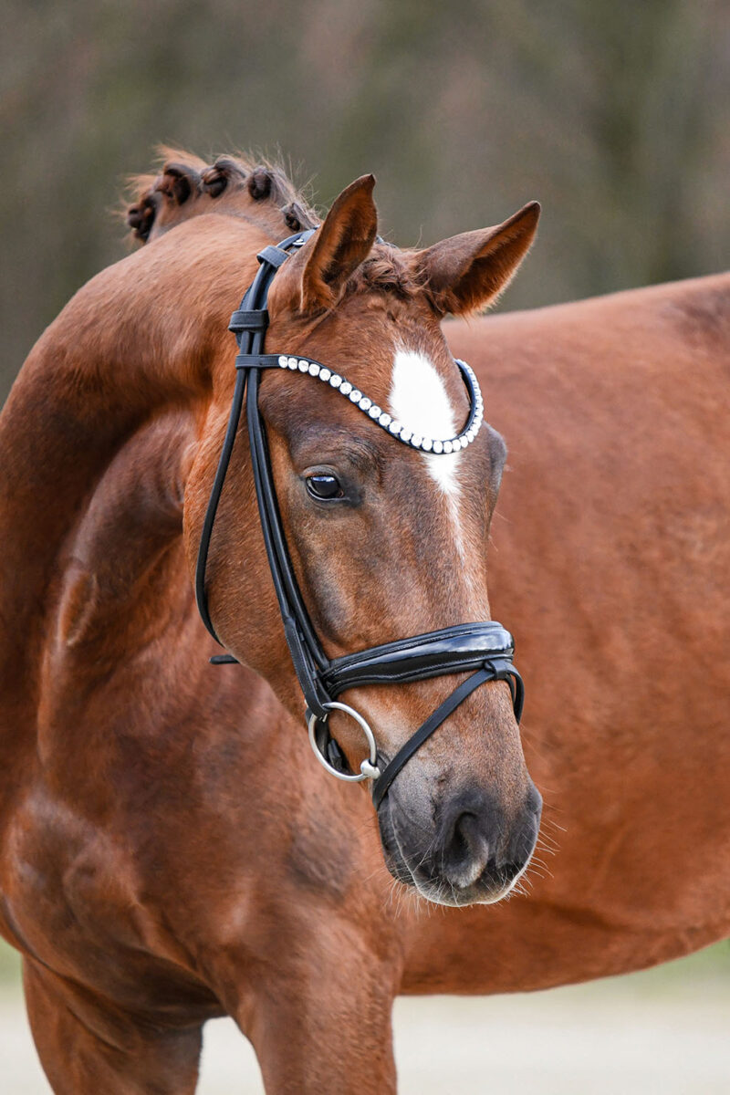 DSC 2000  scaled - Santiago