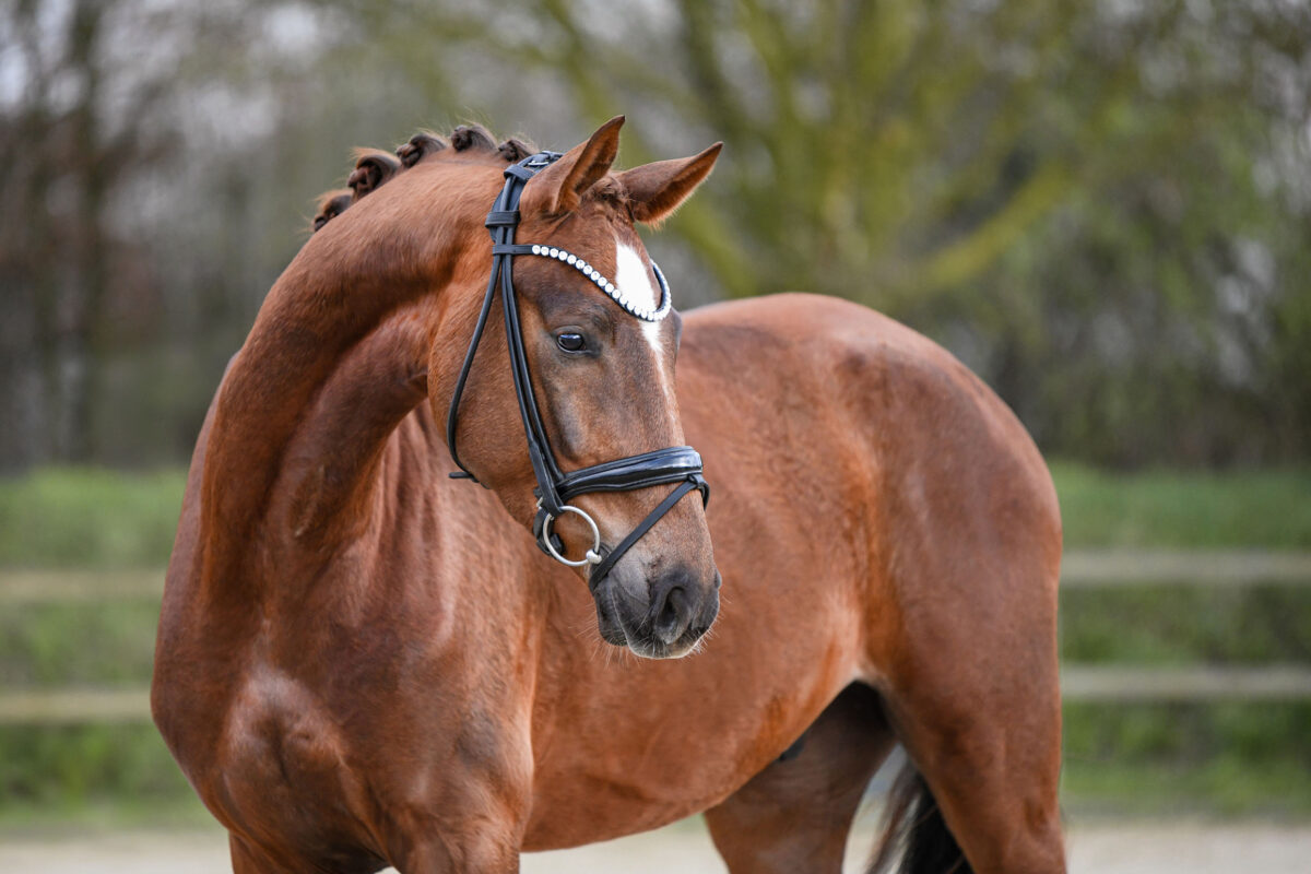 DSC 2014 scaled - Santiago