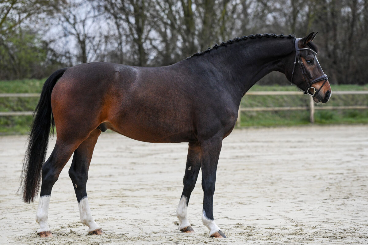 DSC 2025  scaled - Sir Henry