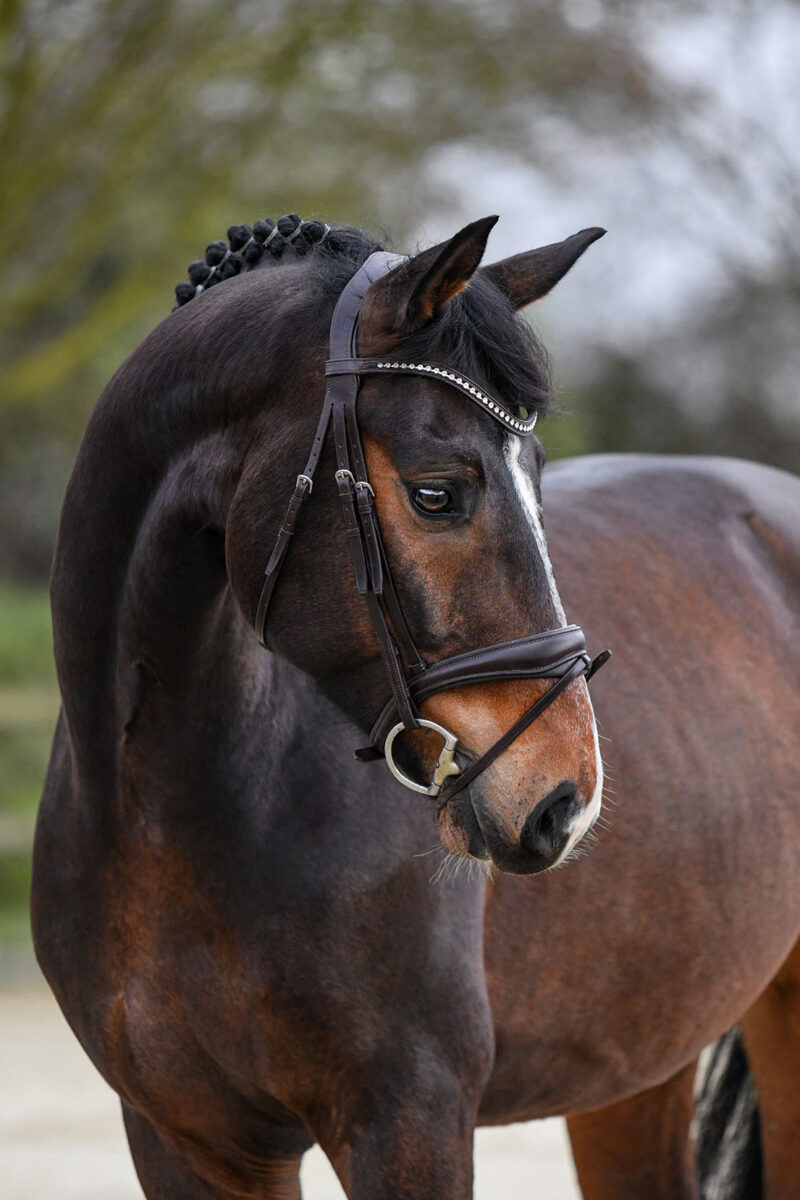 DSC 2078  scaled - Sir Henry