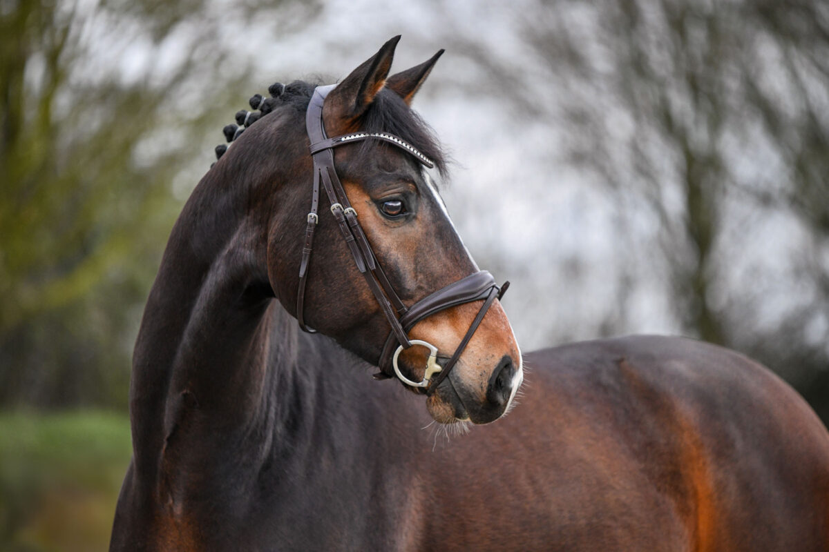 DSC 2111  scaled - Sir Henry