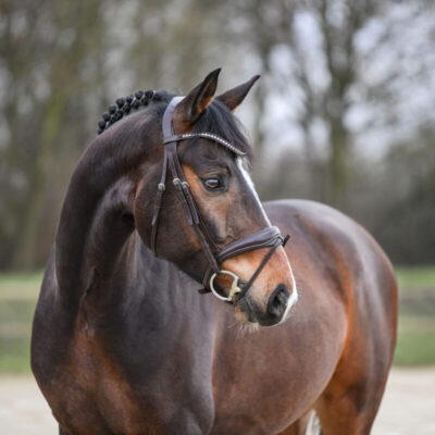 Sportpferde DSC 2127 scaled 400x400 - Sportpferde