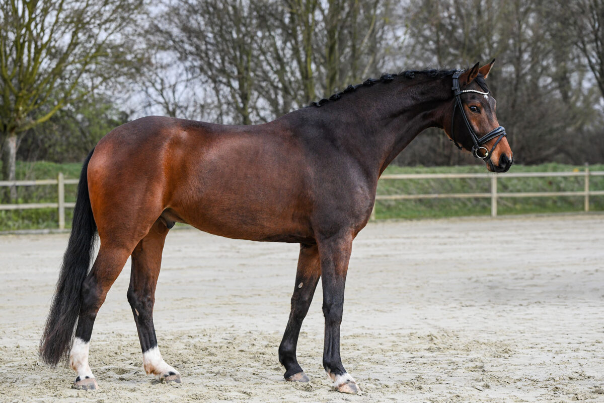 DSC 2367  scaled - Ferdinand