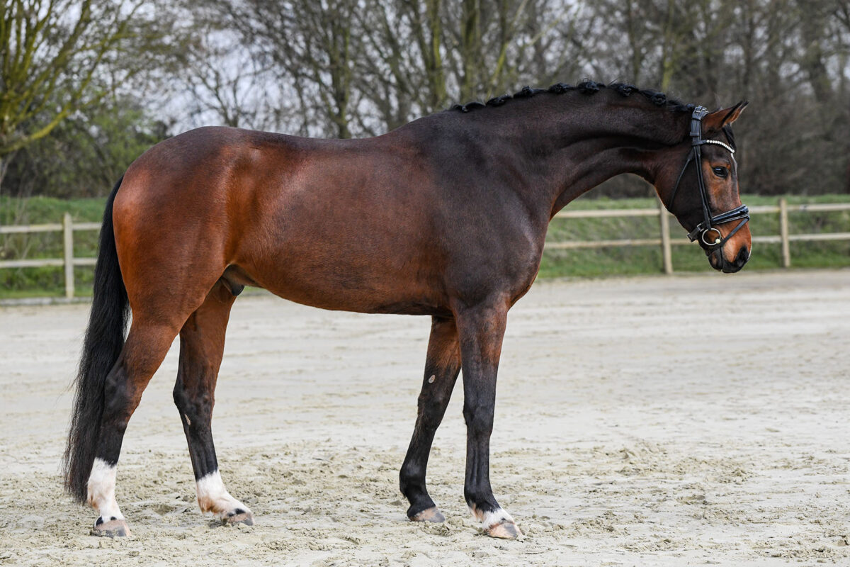 DSC 2373  scaled - Ferdinand