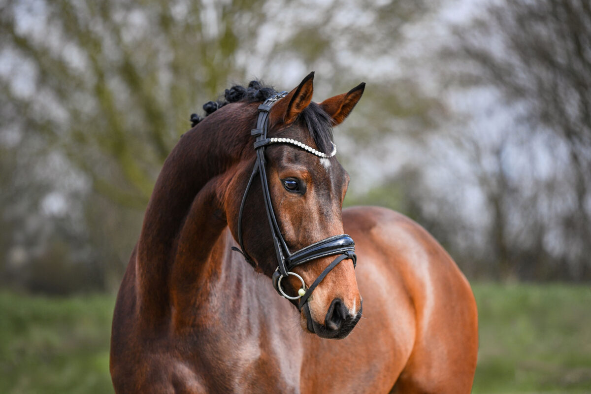 DSC 2436  scaled - Ferdinand