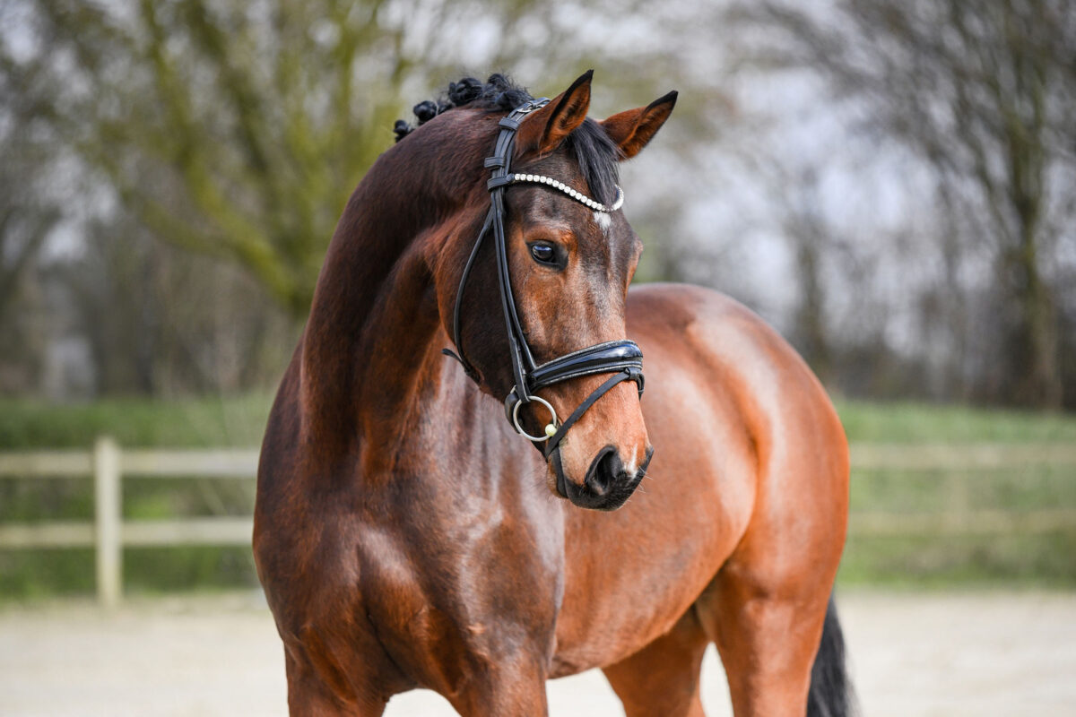 DSC 2439  scaled - Ferdinand