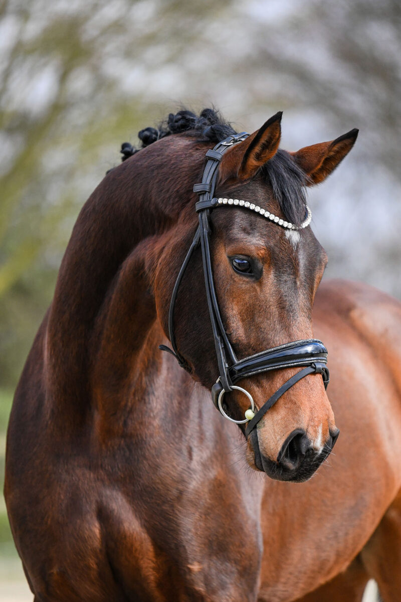 DSC 2444  scaled - Ferdinand