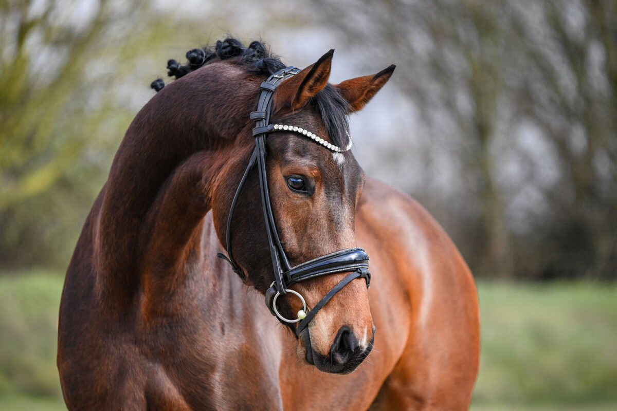 DSC 2447  scaled - Ferdinand