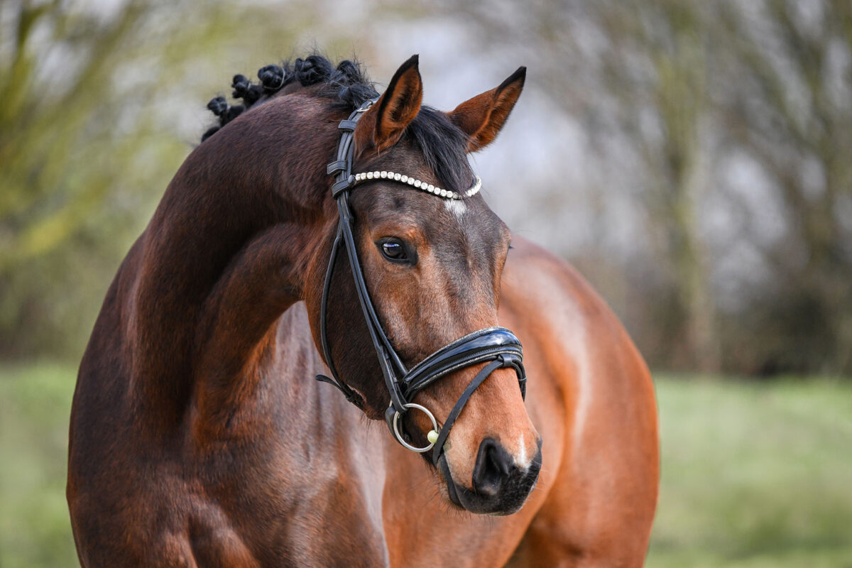 DSC 2452  scaled - Ferdinand