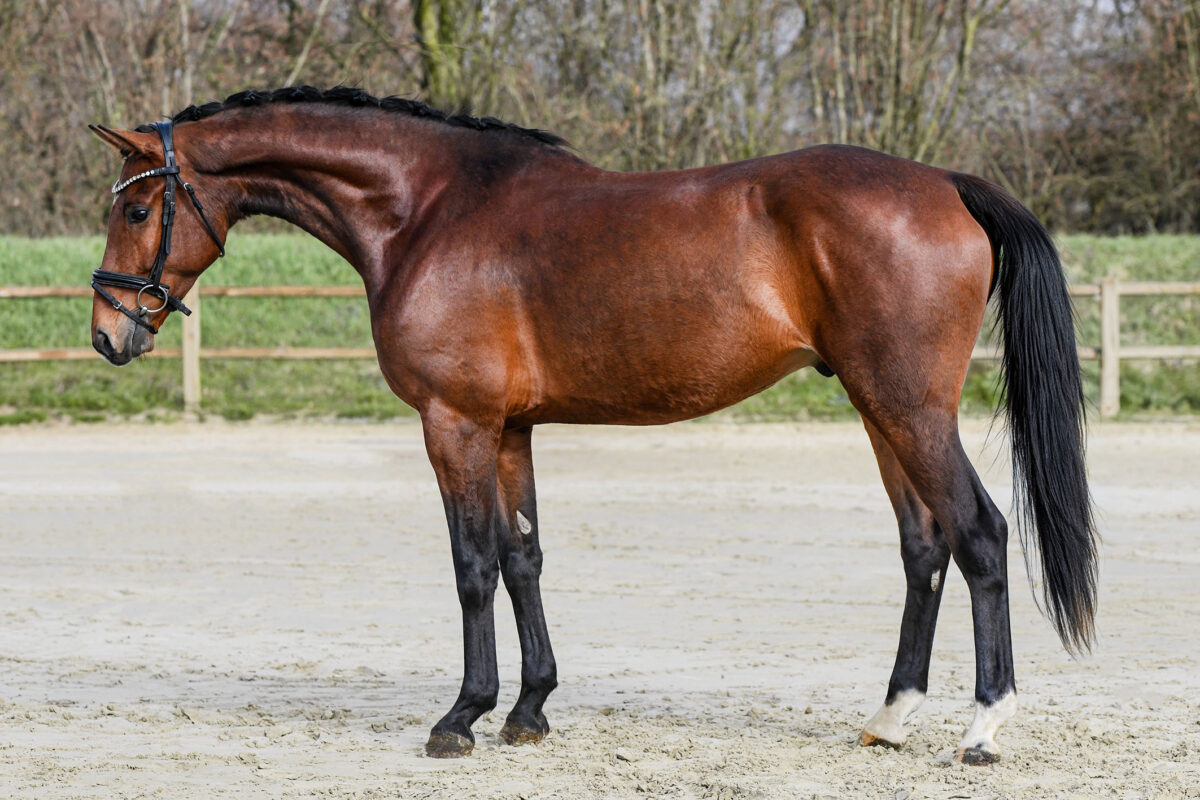 DSC 2478  scaled - Beach Boy