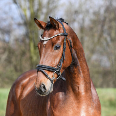 Sportpferde DSC 2517 scaled 400x400 - Sportpferde