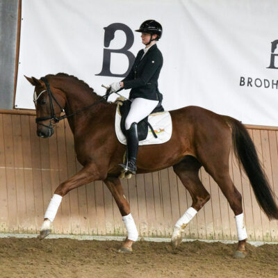 Sportpferde DSC 3144 scaled 400x400 - Sportpferde