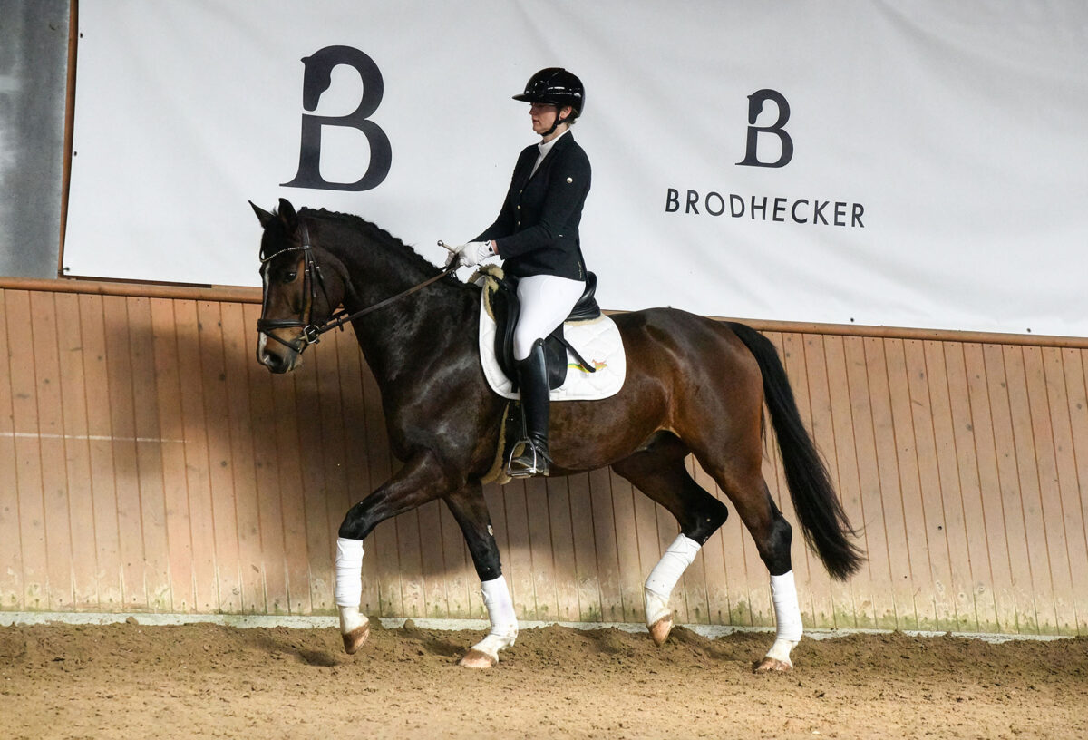 DSC 4118  scaled - Sir Henry