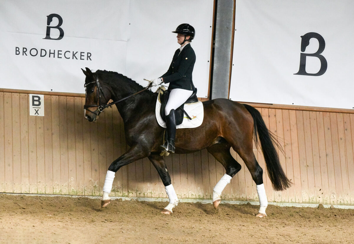 DSC 4200  scaled - Sir Henry