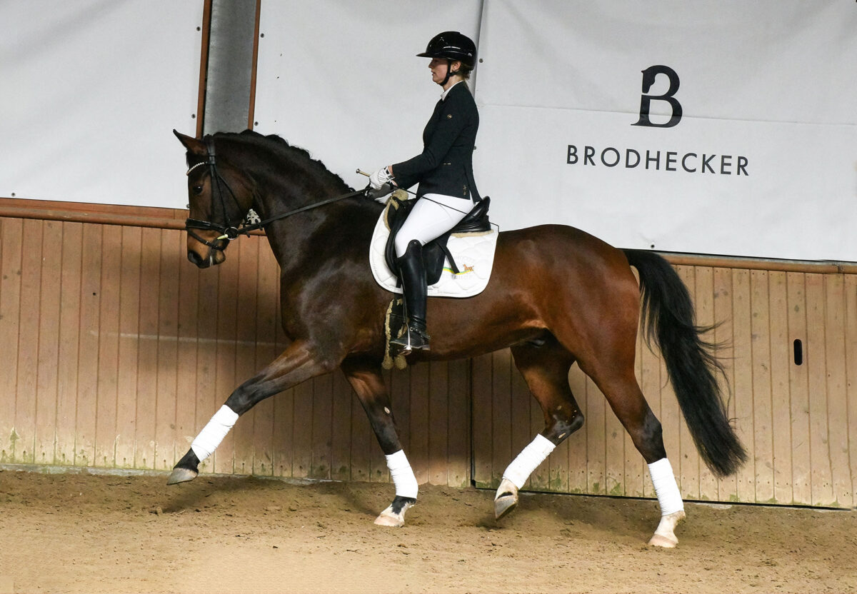 DSC 4546  scaled - Ferdinand