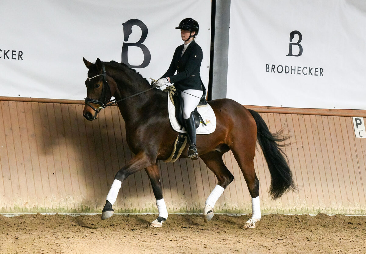 DSC 4575  scaled - Ferdinand