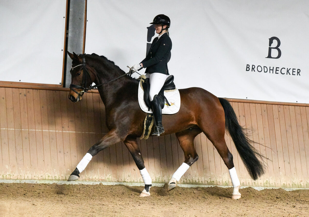 DSC 4644  scaled - Ferdinand