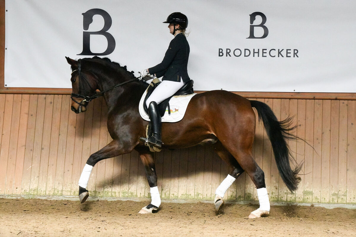 DSC 4666  scaled - Ferdinand