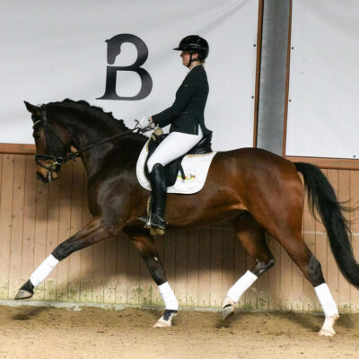 Sportpferde DSC 4700 scaled 400x400 - Sportpferde