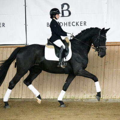 Sportpferde DSC 5746 scaled e1773937930870 400x400 - Sportpferde