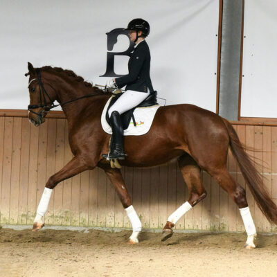 Sportpferde DSC 5902 Q scaled 400x400 - Sportpferde