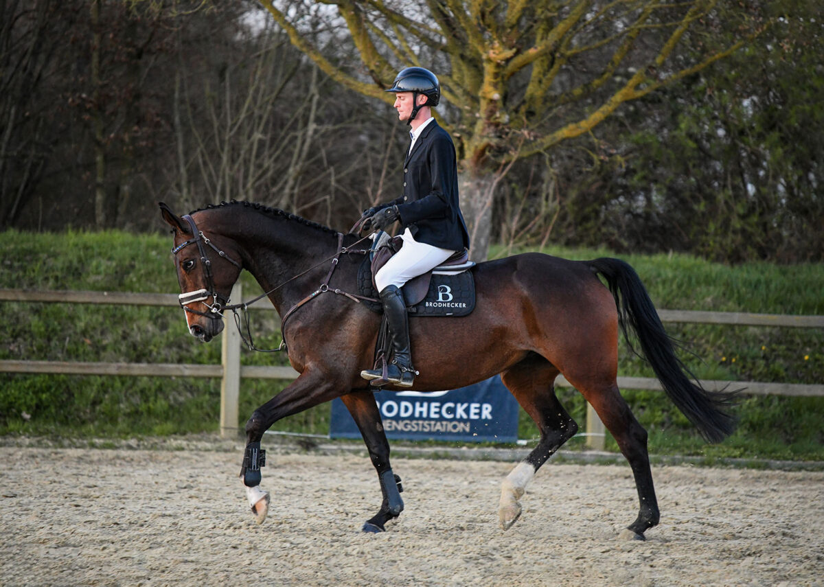 DSC 6318  scaled - Zuckerschnute