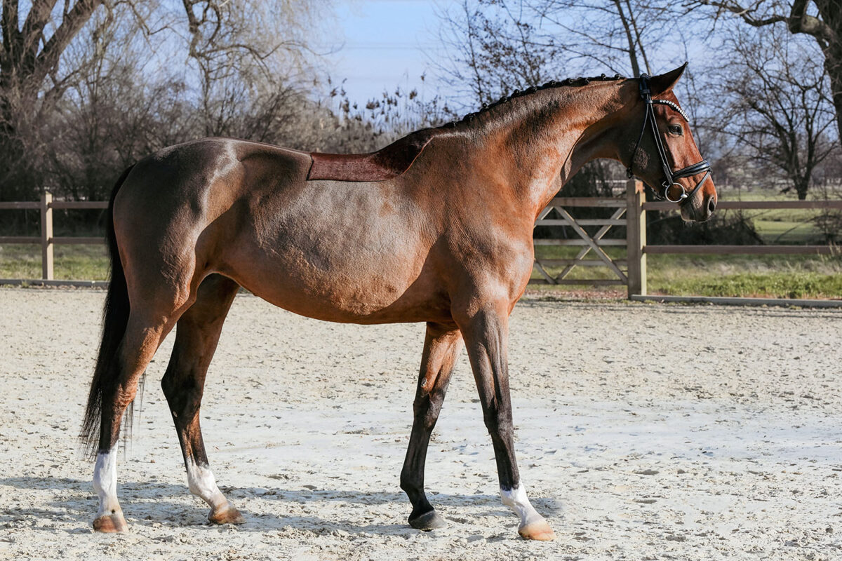 DSC 6386  scaled - Canzona