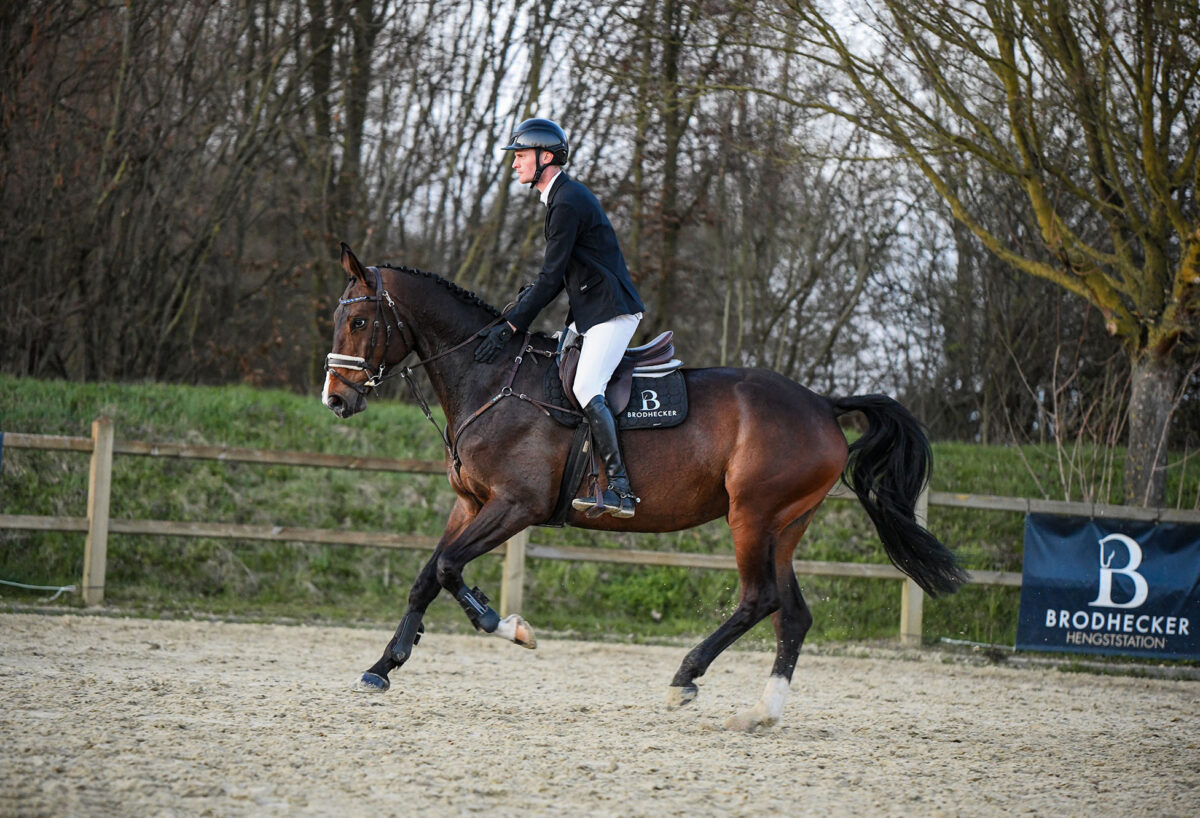 DSC 6387  scaled - Zuckerschnute