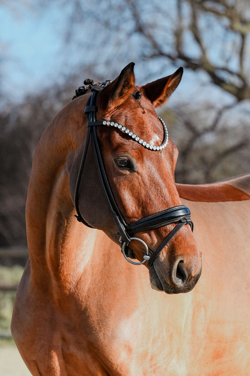 DSC 6407  scaled - Canzona