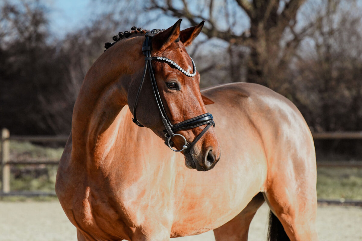 DSC 6409  scaled - Canzona