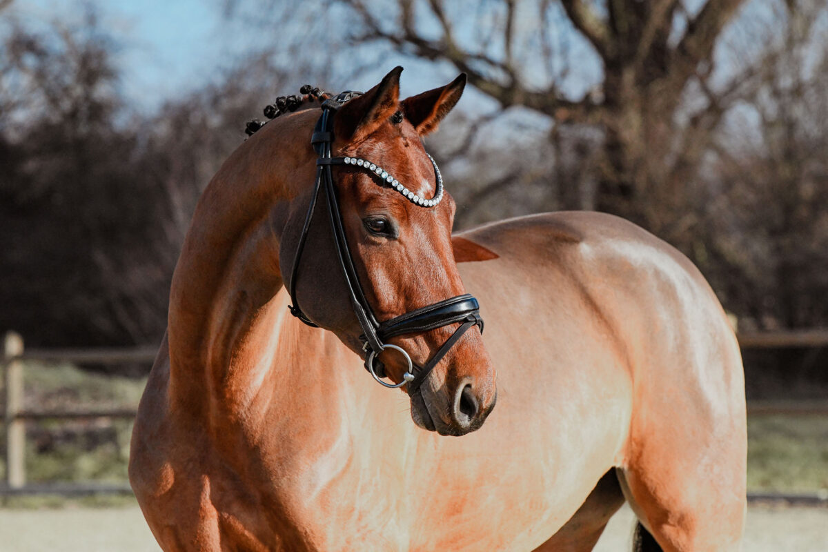DSC 6413  scaled - Canzona