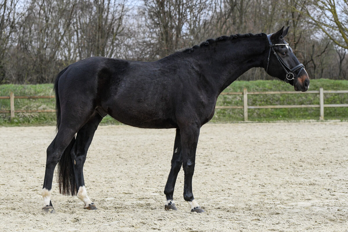 Marvel DSC 6462 scaled - Marvel