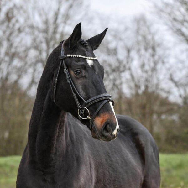 DSC 6542  scaled 600x600 - Home