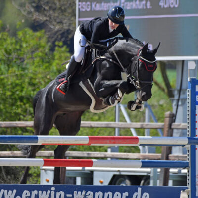 Sportpferde Darki 2 Q scaled 400x400 - Sportpferde