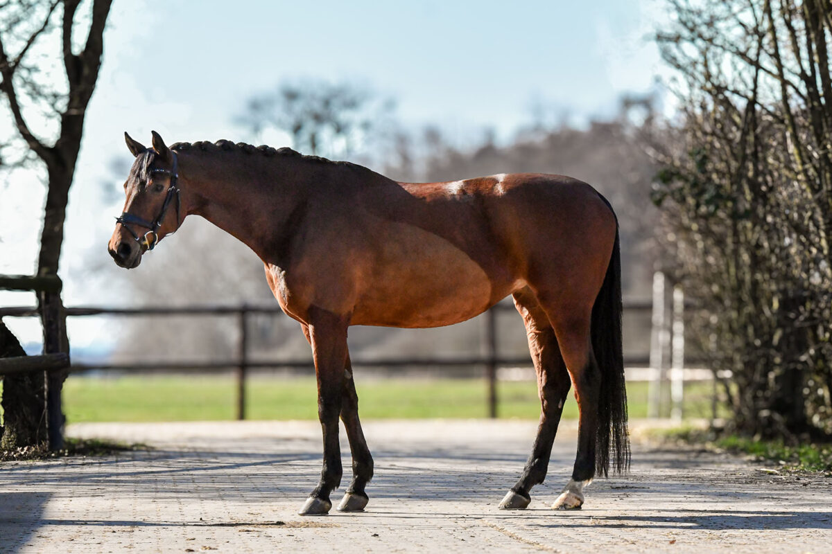 DSC 9353 scaled - Lucy