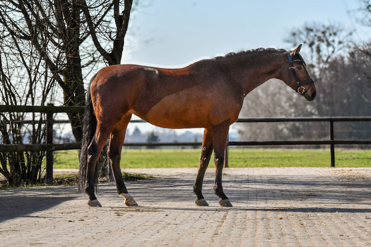 DSC 9407 scaled - Lucy