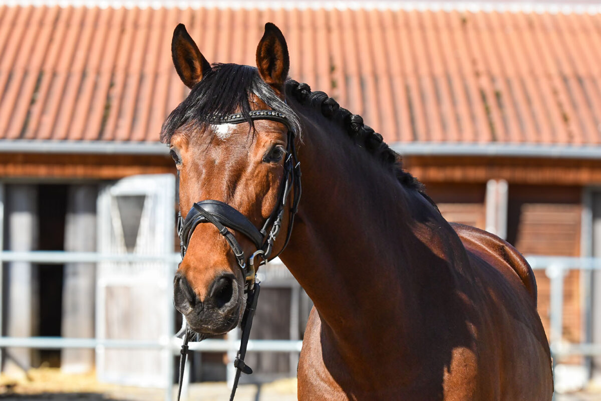 DSC 9493 scaled - Lucy