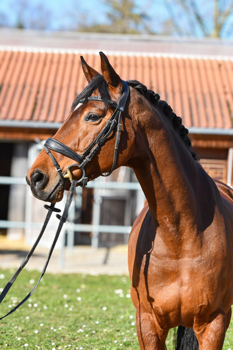 DSC 9504 scaled - Lucy