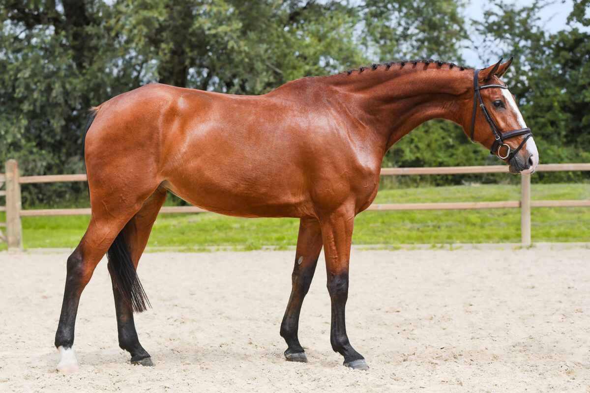DSC 2050 Kopie scaled - Chenoa Blue