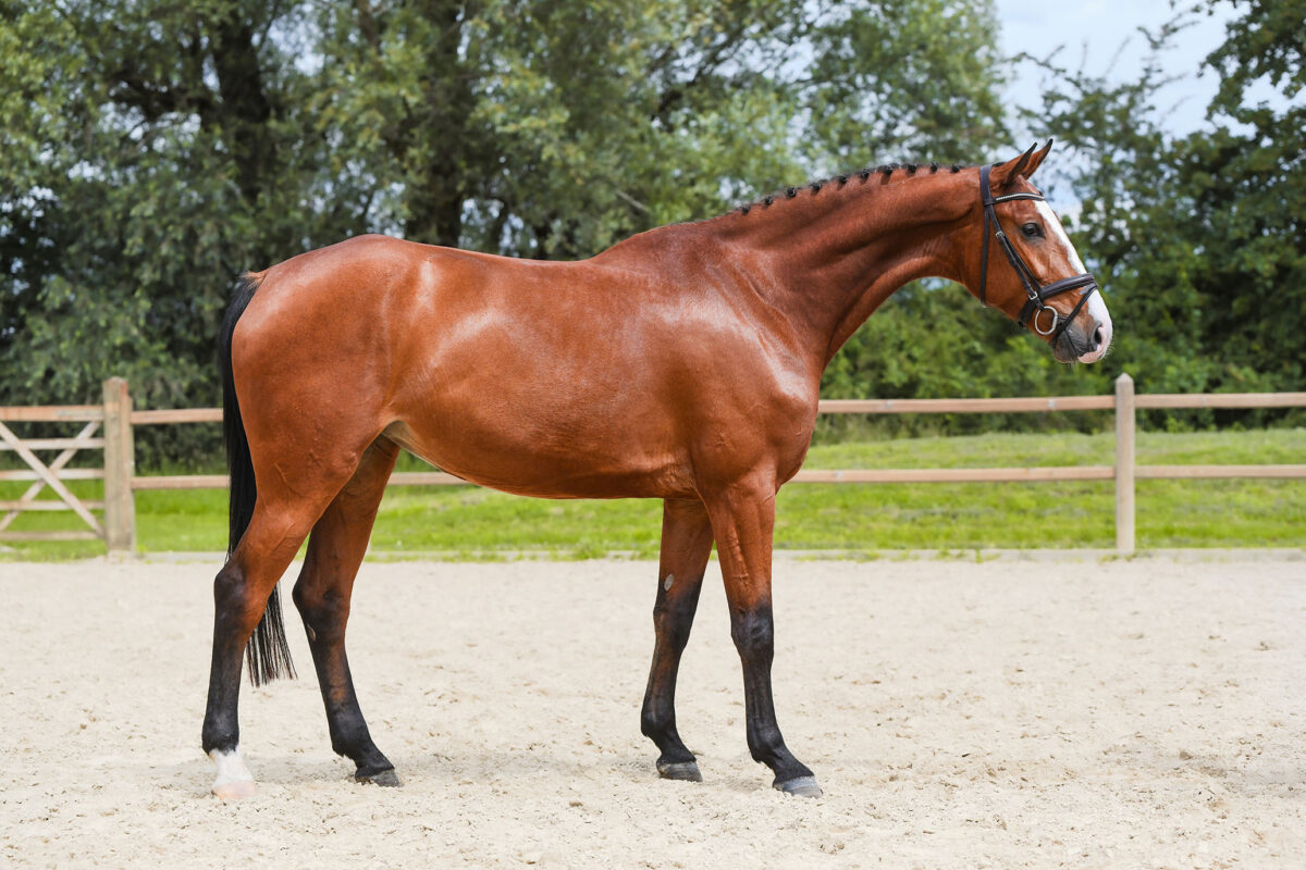 DSC 2063 2 Kopie scaled - Chenoa Blue