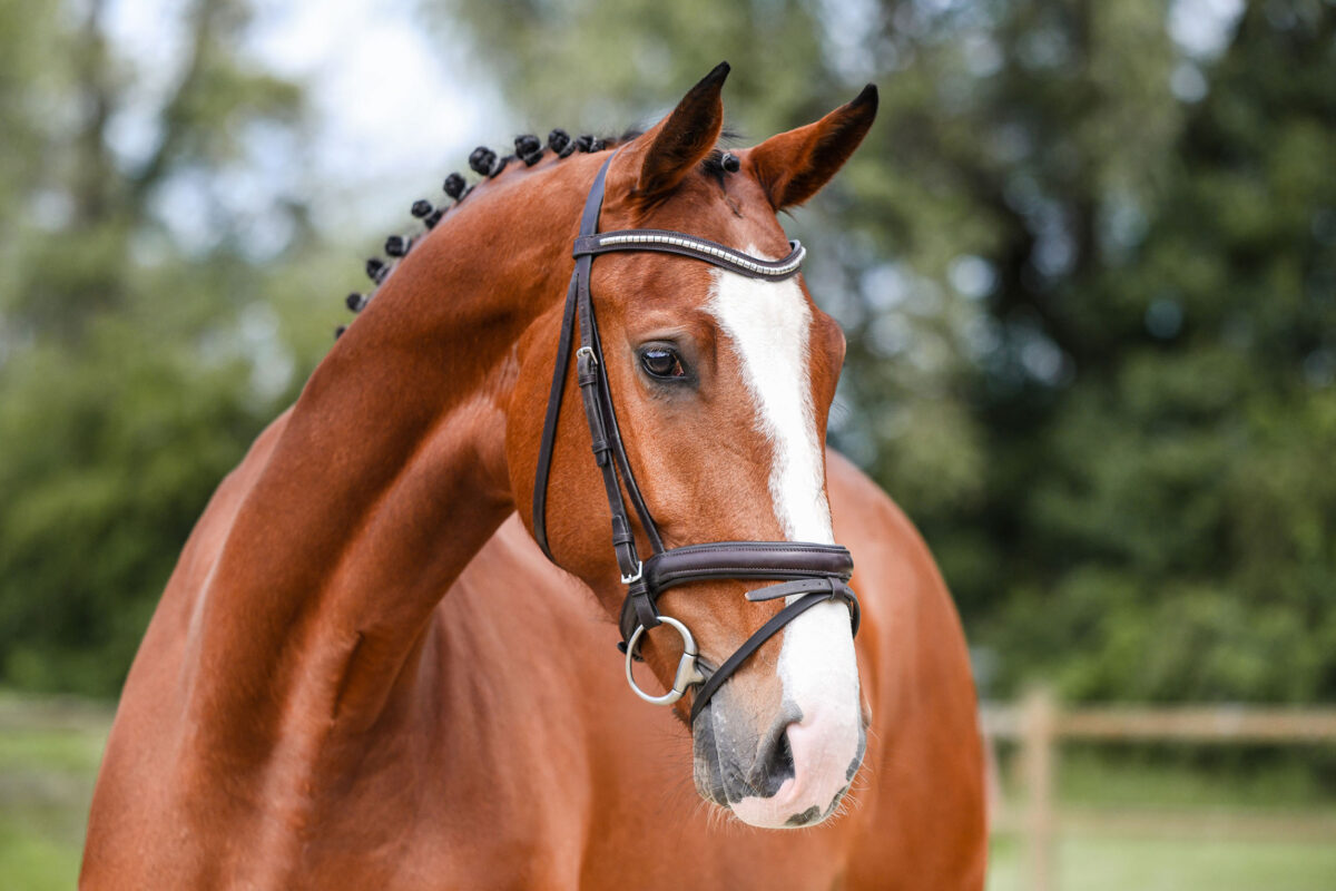 DSC 2106 Kopie scaled - Chenoa Blue