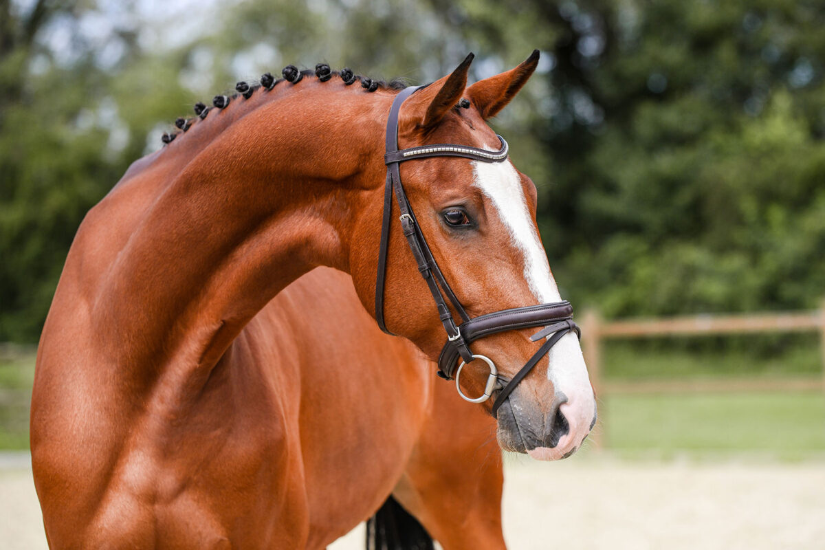 DSC 2122 Kopie scaled - Chenoa Blue