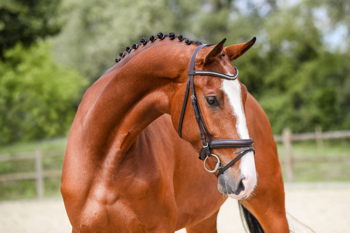 DSC 2144 Kopie scaled - Chenoa Blue